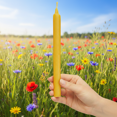 Beeswax Taper Candles Organic Hand Made - 7.5" Tall, 3/4" Thick - BCANDLE